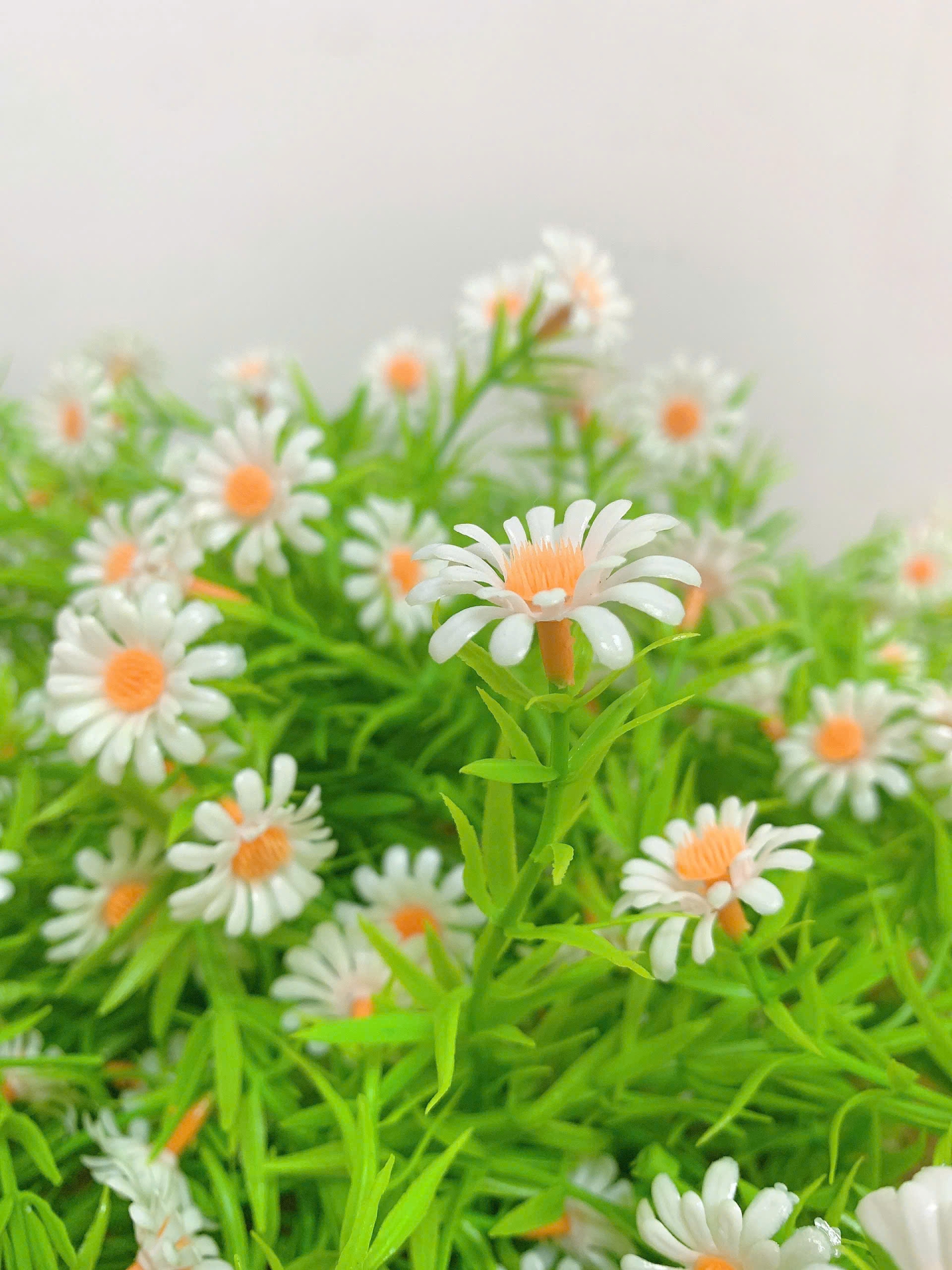 Những Mẫu Cỏ Điểm đẹp