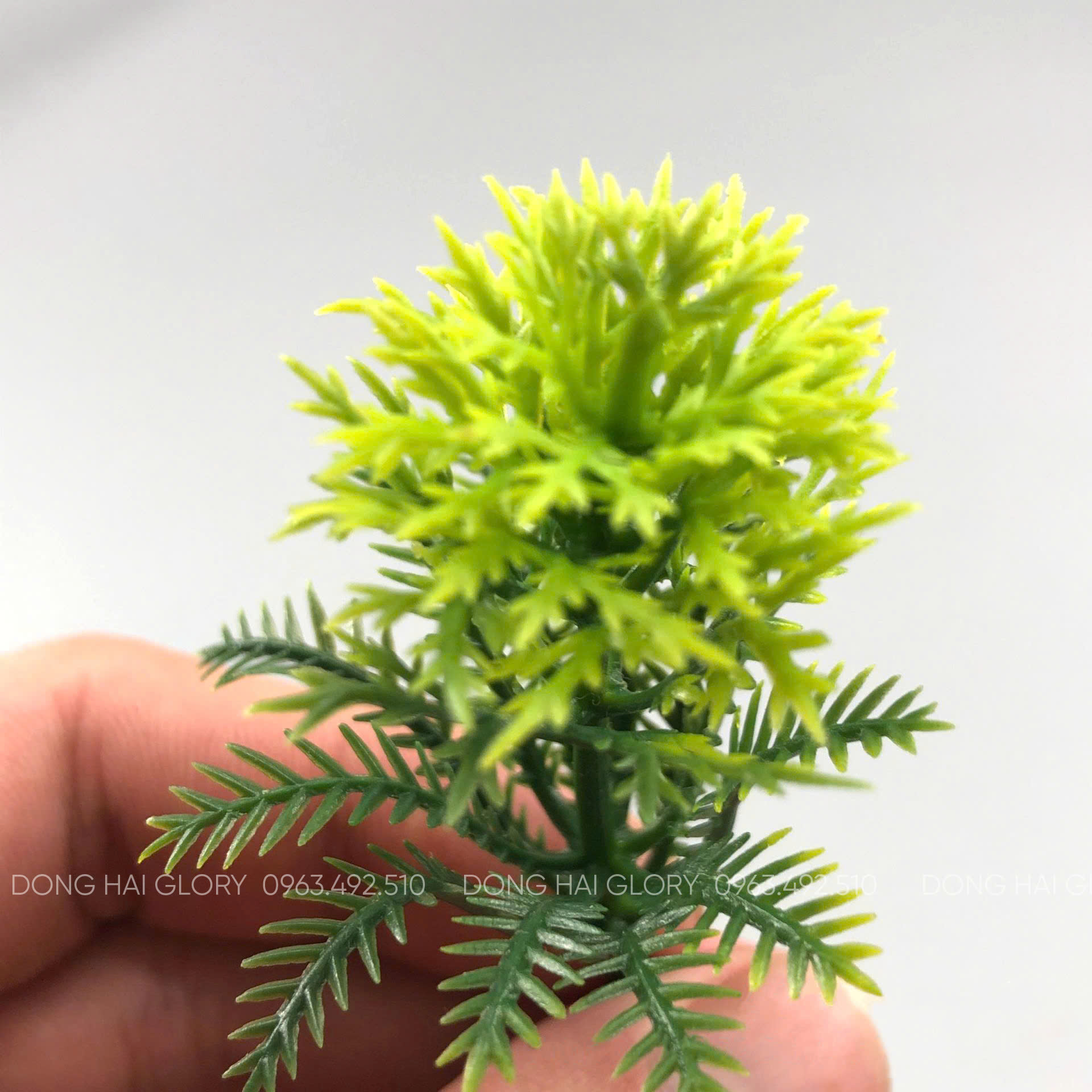 Những Mẫu Cỏ Điểm đẹp