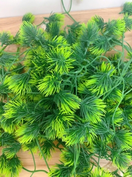 Những Mẫu Cỏ Điểm đẹp