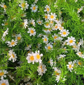 Những Mẫu Cỏ Điểm đẹp