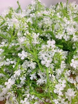 Những Mẫu Cỏ Điểm đẹp
